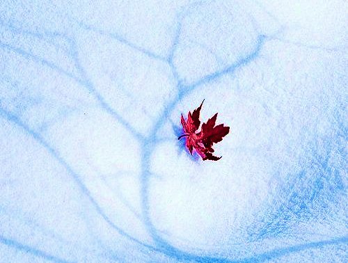 ورقة شجر على الجليد