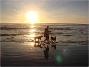 رجل يتنزع على شاطئ البحر مع كلبيه