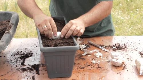 زراعة الثوم - كيف تزرع نبات الثوم في المنزل بكميات كافية لاستخداماتك