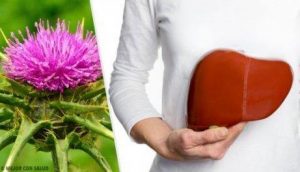 عشبة شوك اللبن لعلاج الكبد الدهني