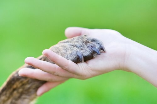 فتاة تقوم بالإمساك بكف حيوانها الأليف