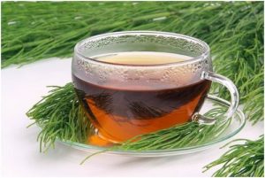 كل ما تحتاج إلى معرفته عن عشبة ذنب الخيل وفوائدها