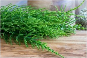 عشبة ذنب الخيل