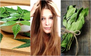 إكليل الجبل والسينكونا