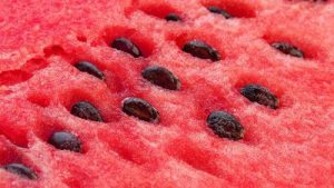 خصائص بذور البطيخ الصحية وفوائد إضافتها إلى نظامك الغذائي