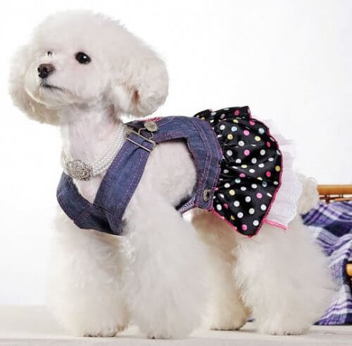 ملابس صغيرة للحيوانات الأليفة مصنوعة من الجينز