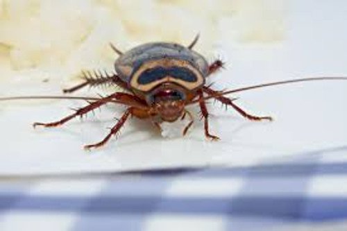 الحشرات الطائرة والزاحفة – حيل تساعدك على  إبعاد الحشرات عن منزلك