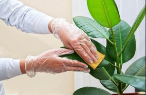 كيفية تنظيف أوراق النباتات المنزلية بفعالية