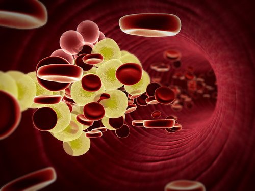 خلايا الدم و بذور الأفوكادو