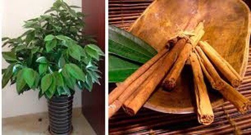 القرفة المنزلية – كيف تستطيع زرع شجرة القرفة للحصول على هذا اللحاء الرائع