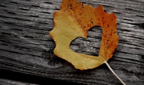 ورقة شجر على شكل قلب