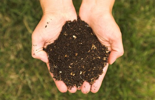 أساس الهرم الغذائي الجديد