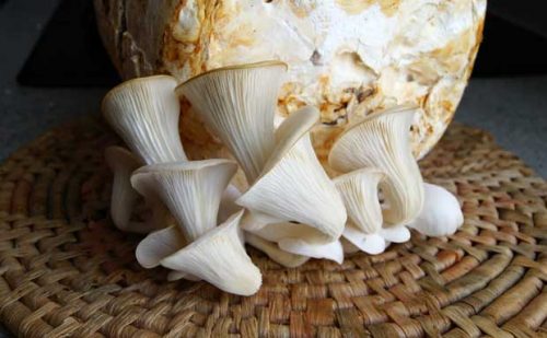 طريقة تناول فطر المحار