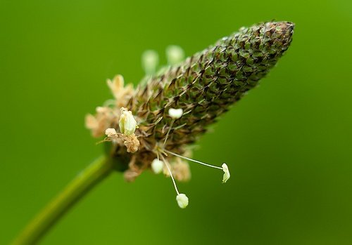 نبات لسان الحمل