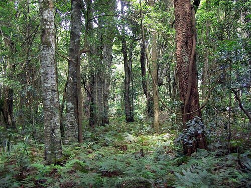 كمبوست رماد الحطب