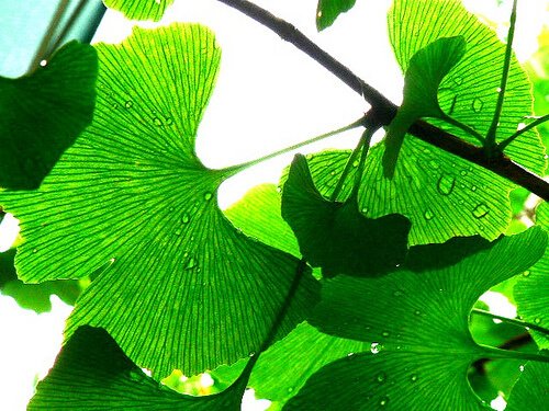 نبات الجنكة بيلوبا