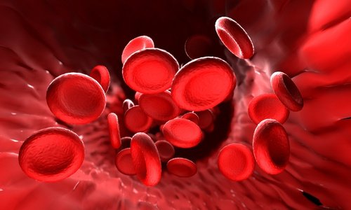 صورة مجهرية لخلايا دم حمراء