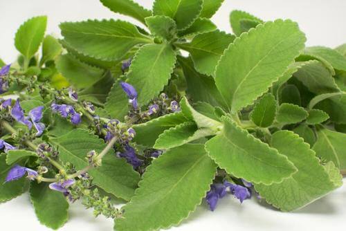 نبات البولدو الطبي - حليف ممتاز في مكافحة أمراض الجهاز البولي