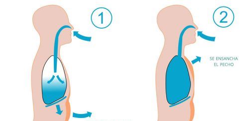 التنفس البطني