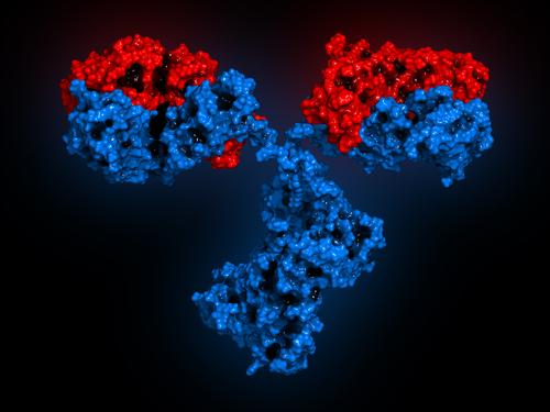 أنواع الأجسام المضادة