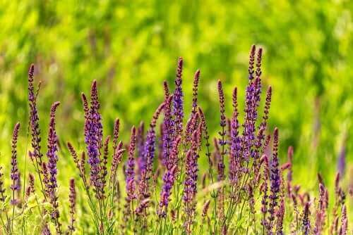 قصعين الكهان من النباتات الخطيرة