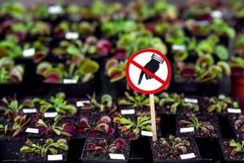 7 نباتات خطيرة يجب عليك عدم الاحتفاظ بها في المنزل