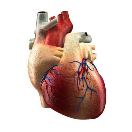 اكتشف معنا اليوم أجزاء القلب المختلفة ووظائفها