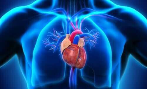 أجزاء القلب المختلفة