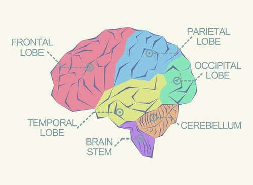 فصوص الدماغ - اكتشف معنا ما هي ووظائف كل منها