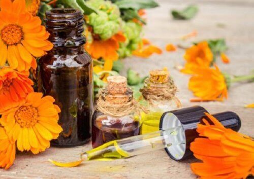 زيت الزيتون وزهرة العطاس