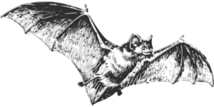 الخفافيش هي السبب وراء فيروس كورونا المستجد