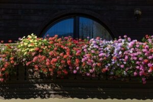 خمس أزهار عطرية للحدائق الصغيرة