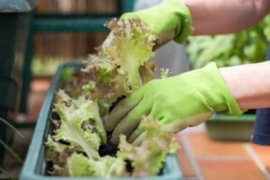 اكتشف معنا كيفية زراعة بستان حضري في مساحة صغيرة