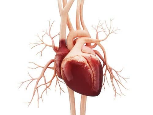 الرفرفة الأذينية – اكتشف معنا أعراض ومسببات هذا الاضطراب القلبي