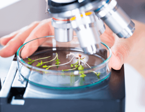 التداوي بالأعشاب