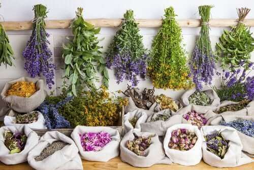 التداوي بالأعشاب - ما هي فوائد العلاج بالنباتات؟