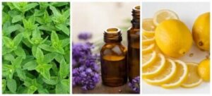 المواد الطبيعية الطاردة للنمل - اكتشف أكثرها فعالية معنا اليوم