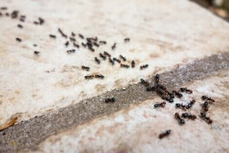 المواد الطبيعية الطاردة للنمل