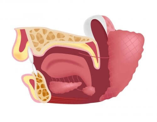 تشريح غدد تحت الفك السفلي