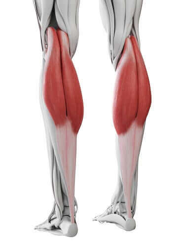 صورة توضيحية لعضلات الساق الخلفية