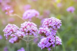 وصف وخصائص واستخدامات نبات ساق الحمام