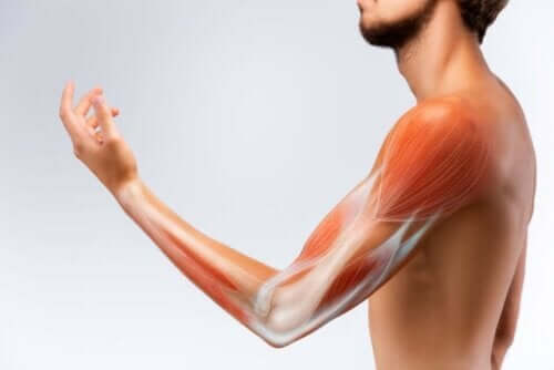 الأوتار والعضلات