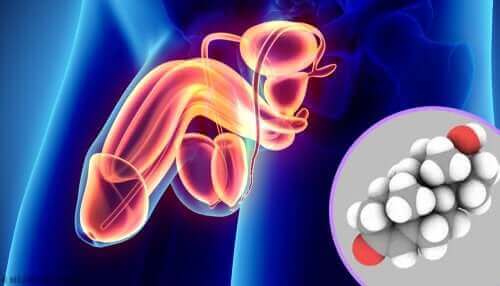 العضو الذكري وإنتاج الهرمونات الجنسية في الخصيتين