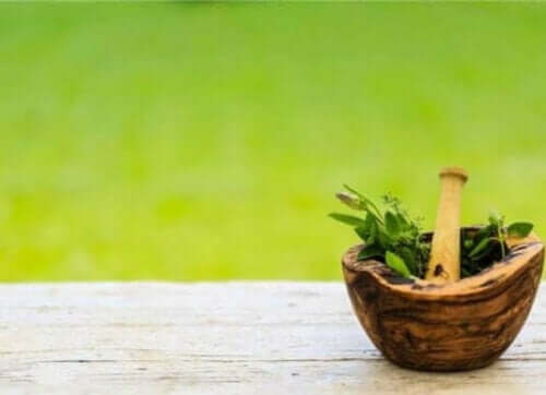 نبات الشاغة المخزنية