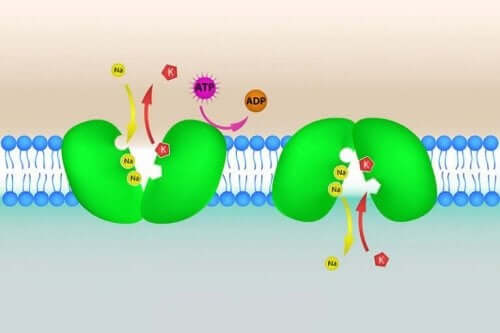 فرط بوتاسيوم الدم