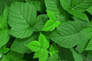 الأعشاب الطبية