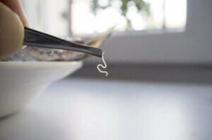 طفيليات الطعام - اكتشف معنا اليوم أكثرها شيوعًا