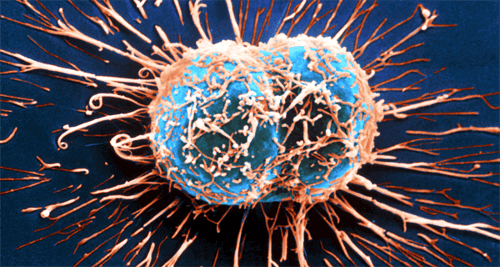 كيف يحارب الجهاز المناعي السرطان