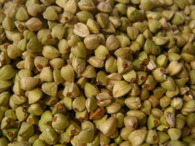 باستا الحنطة السوداء