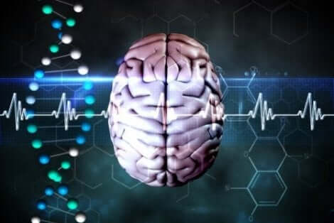 المخ